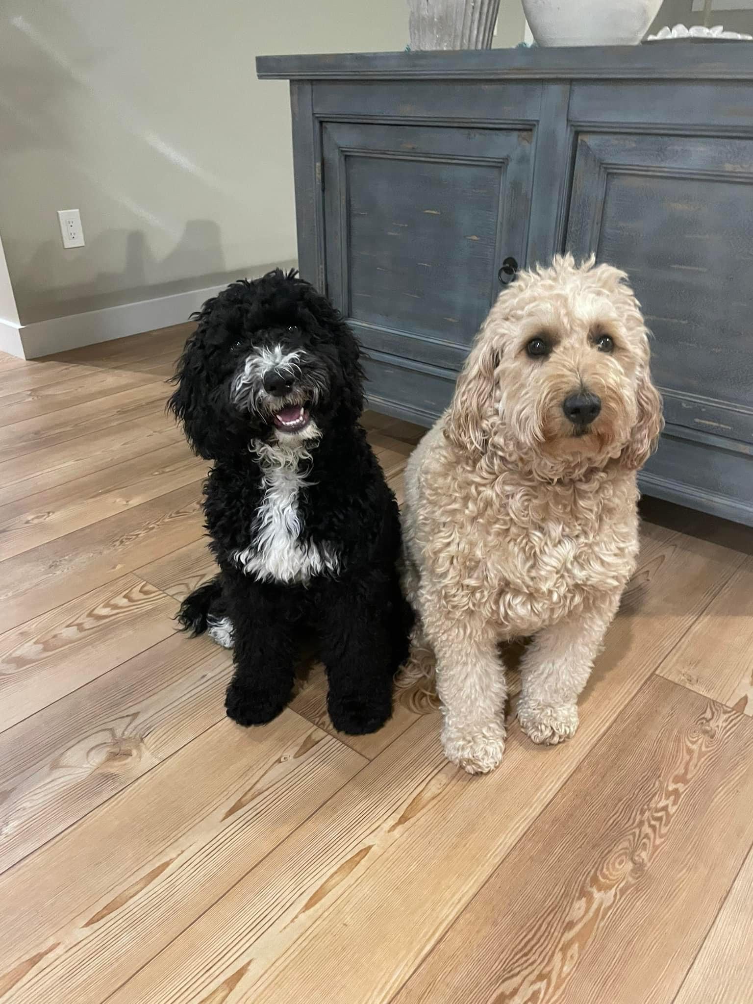 dogs